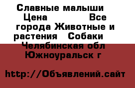 Славные малыши! › Цена ­ 10 000 - Все города Животные и растения » Собаки   . Челябинская обл.,Южноуральск г.